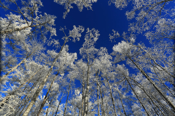 �ֺ�ѩԭ��ڡ  