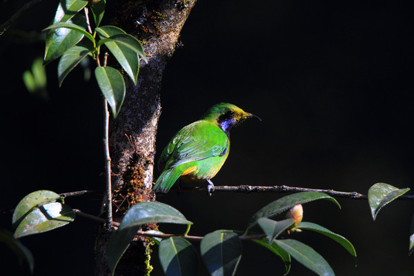 �ּ����еĳȸ�Ҷ��