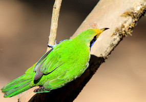 ������欵ĳȸ�Ҷ��