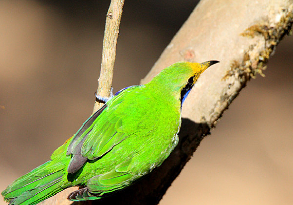 ������欵ĳȸ�Ҷ��