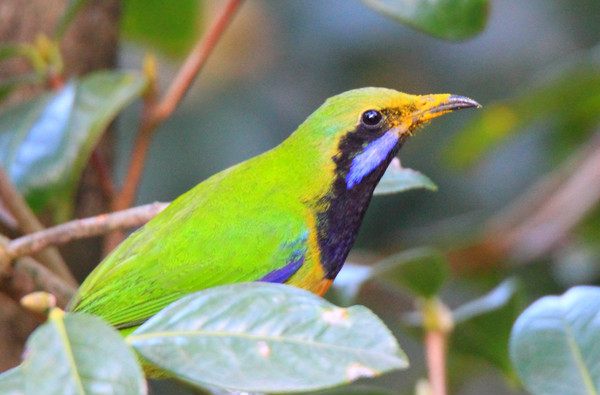 �����ĳȸ�Ҷ��