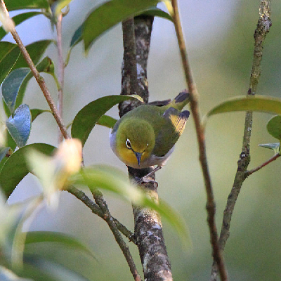 �����ĻҸ�������