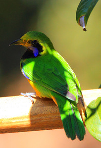 ������欵ĳȸ�Ҷ��