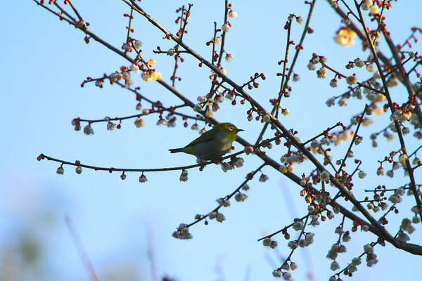 ���еĻҸ�������