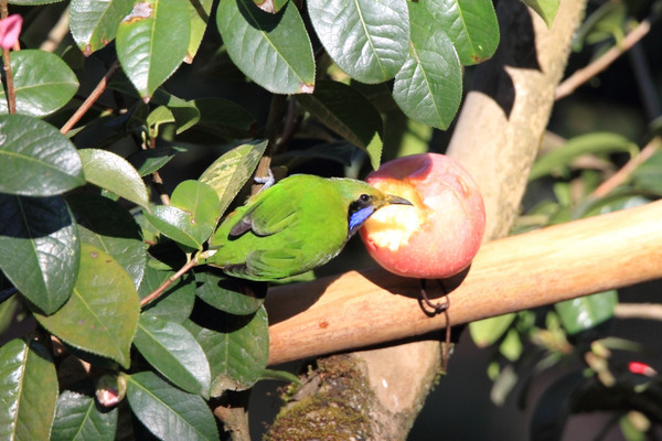 ��ʳ�ĳȸ�Ҷ��