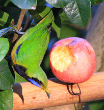 ��ʳƻ���ĳȸ�Ҷ��