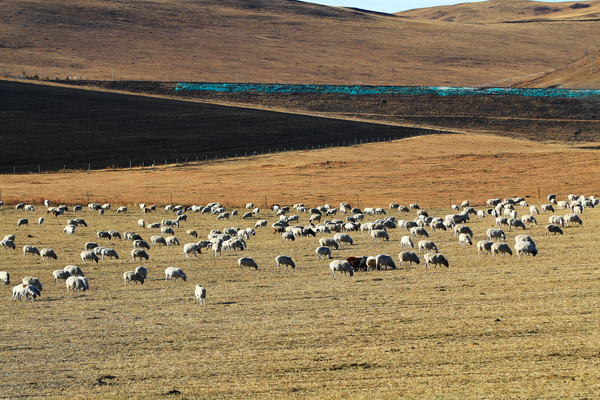 ���������ݵ���Ⱥ 