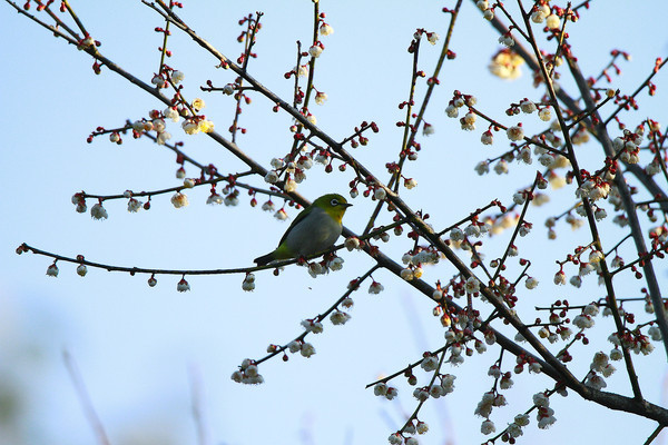 ������ת�ĻҸ�������