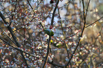 ǧ�������ĻҸ�������