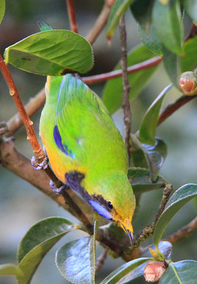 ̽�ӵĳȸ�Ҷ��