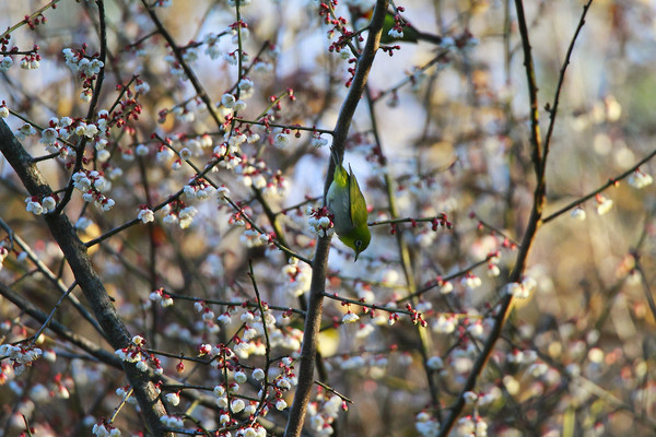 �ഩ�ĻҸ�������