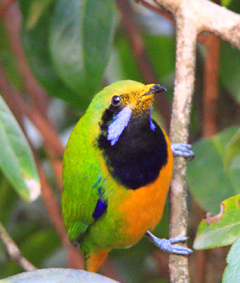 �����ĳȸ�Ҷ��