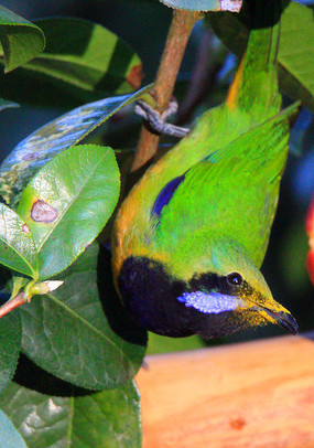 ��欵ĳȸ�Ҷ��