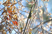 �����ƵĻҸ�������