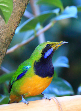 ���еĳȸ�Ҷ��