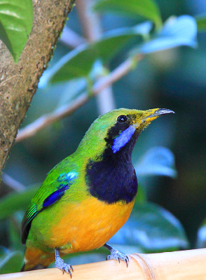 ���еĳȸ�Ҷ��