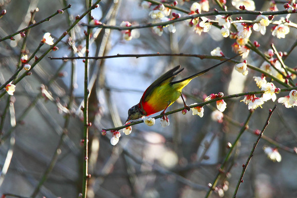 ���ɵ�����̫����