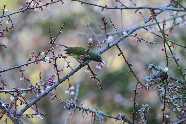 ��ë�����Ĳ�β̫����