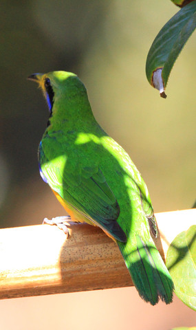 ��ë���ŵĳȸ�Ҷ��