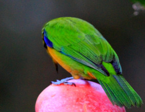 ��ë�����ĳȸ�Ҷ��