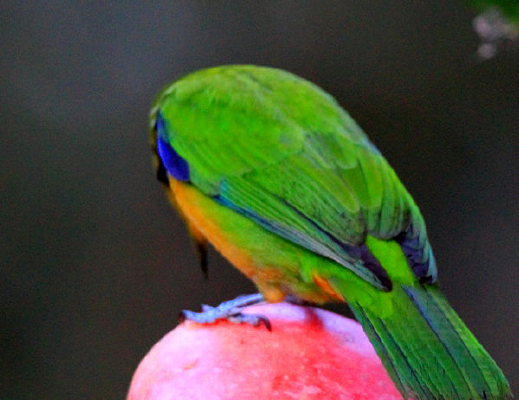 ��ë�����ĳȸ�Ҷ��