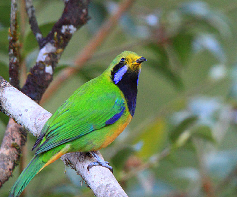 ��ë�����ĳȸ�Ҷ��