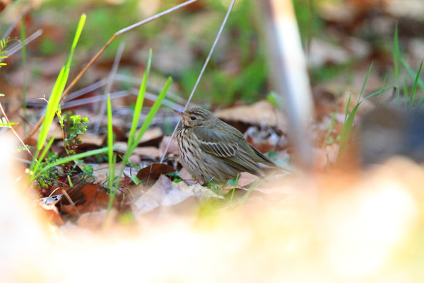 ��ë������С�c