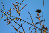 չ�ἲ�ɵĻҸ�������