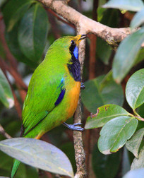 ֦��վ���ĳȸ�Ҷ��