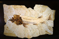 �л����� 