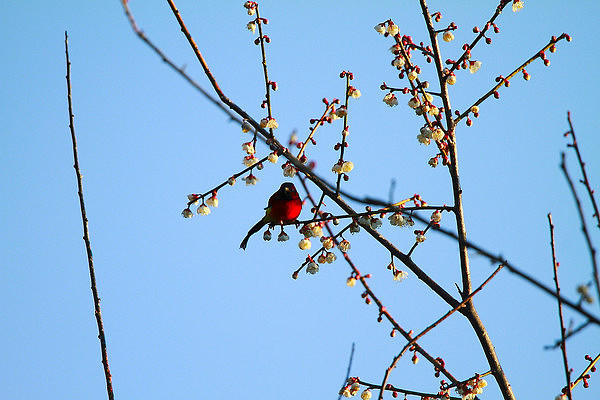 ���е�����̫���� 