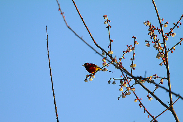 ���ɵ�����̫���� 