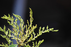 �����໨����������д