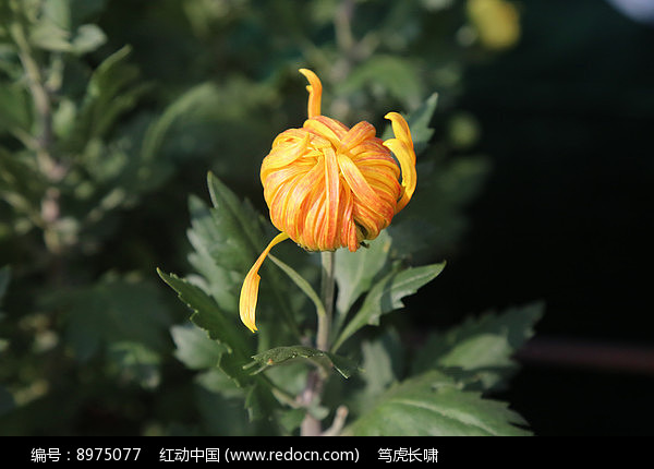 菊花花骨朵药用图片