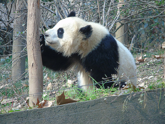 �����µ���è