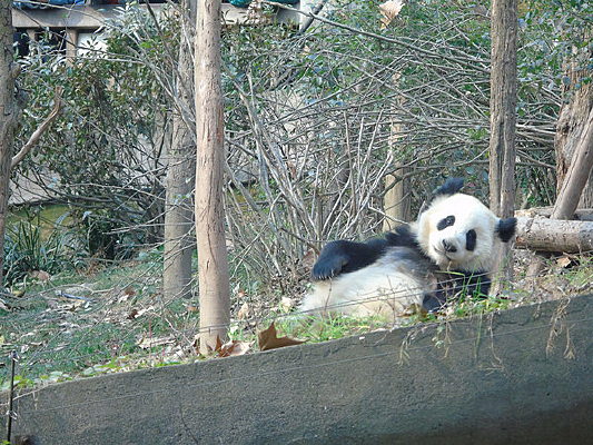 �����µ���è