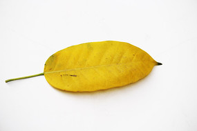 һƬ��ɫ��Ҷ