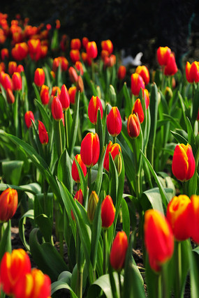 �����㻨��