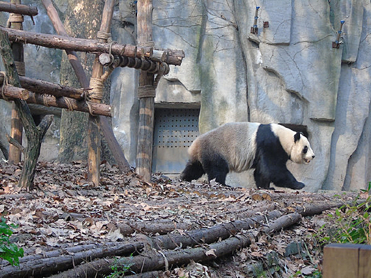 ��ϡ����