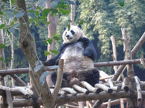 ���ŵ���è