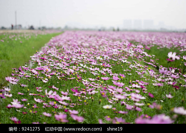 格桑花花海图片