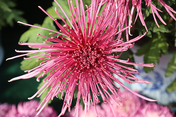 �ջ�չ-������