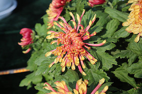 �ջ�չ-��ɫ�ջ�