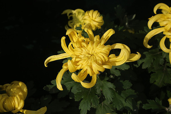 �ջ�չ-�ƾջ�