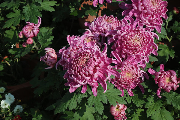 �ջ�չ-��ɫ������