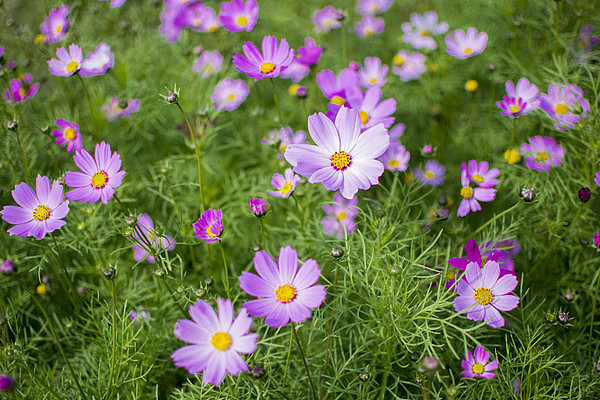 ������ɣ��