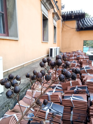 �����������ֲ��ͼƬ