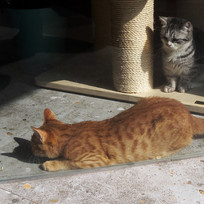 �����ദ��ֻè��