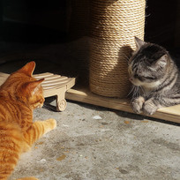 �໥���ӵ�è��