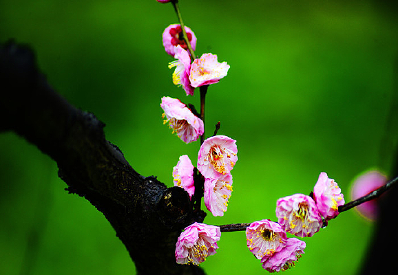 �����ĸ����÷